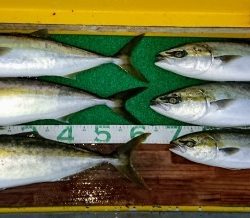 火遠理丸(ほおりまる) 釣果