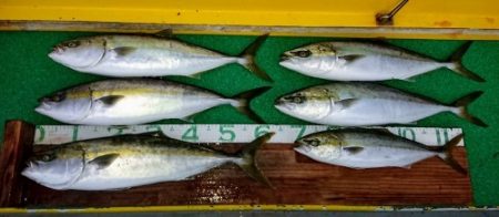 火遠理丸(ほおりまる) 釣果