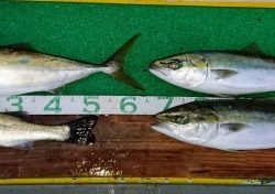 火遠理丸(ほおりまる) 釣果