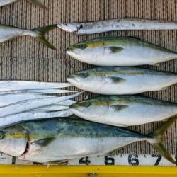 火遠理丸(ほおりまる) 釣果