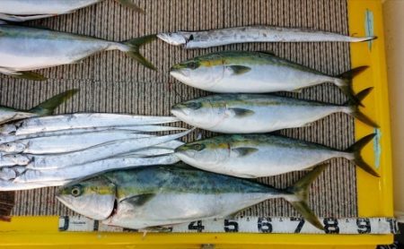 火遠理丸(ほおりまる) 釣果