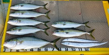 火遠理丸(ほおりまる) 釣果