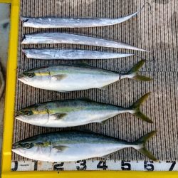 火遠理丸(ほおりまる) 釣果