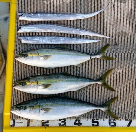 火遠理丸(ほおりまる) 釣果