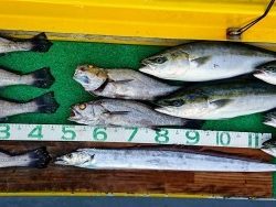 火遠理丸(ほおりまる) 釣果