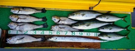 火遠理丸（ほおりまる） 釣果