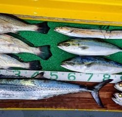 火遠理丸(ほおりまる) 釣果