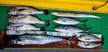 火遠理丸(ほおりまる) 釣果