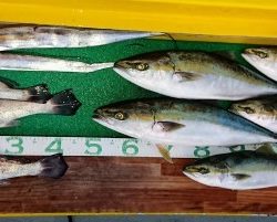 火遠理丸(ほおりまる) 釣果