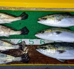 火遠理丸(ほおりまる) 釣果