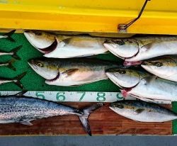 火遠理丸(ほおりまる) 釣果