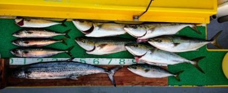 火遠理丸（ほおりまる） 釣果