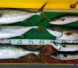 火遠理丸(ほおりまる) 釣果