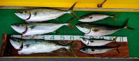 火遠理丸(ほおりまる) 釣果