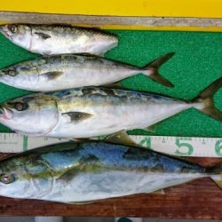 火遠理丸(ほおりまる) 釣果