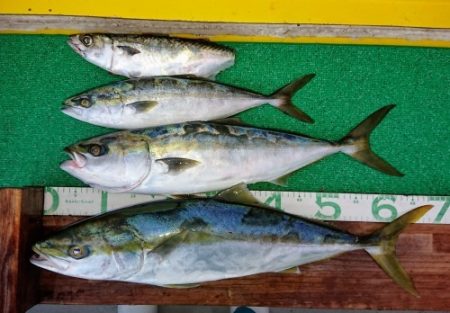 火遠理丸(ほおりまる) 釣果