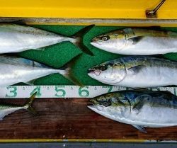 火遠理丸(ほおりまる) 釣果