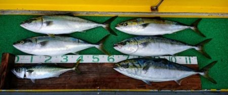 火遠理丸(ほおりまる) 釣果