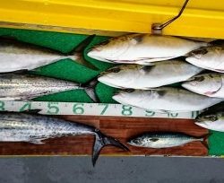 火遠理丸(ほおりまる) 釣果