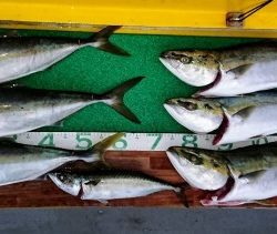 火遠理丸(ほおりまる) 釣果