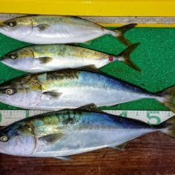 火遠理丸(ほおりまる) 釣果