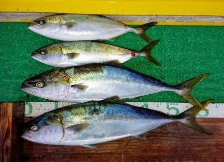 火遠理丸(ほおりまる) 釣果