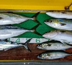 火遠理丸(ほおりまる) 釣果