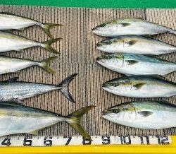 火遠理丸(ほおりまる) 釣果