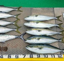 火遠理丸(ほおりまる) 釣果