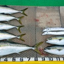 火遠理丸(ほおりまる) 釣果