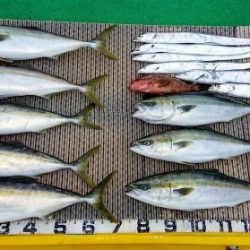 火遠理丸(ほおりまる) 釣果