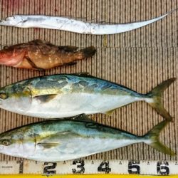 火遠理丸(ほおりまる) 釣果