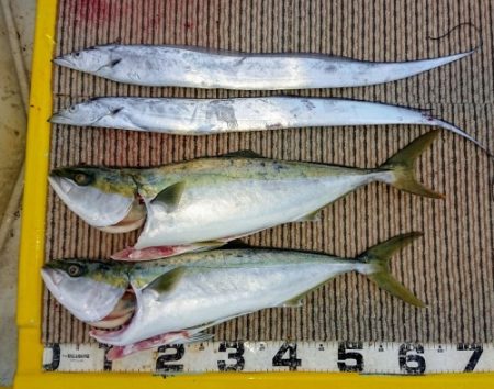 火遠理丸(ほおりまる) 釣果