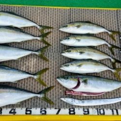 火遠理丸（ほおりまる） 釣果