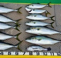 火遠理丸（ほおりまる） 釣果