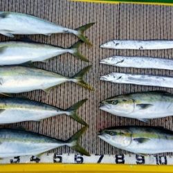 火遠理丸（ほおりまる） 釣果