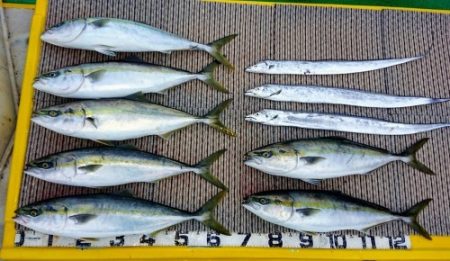 火遠理丸（ほおりまる） 釣果