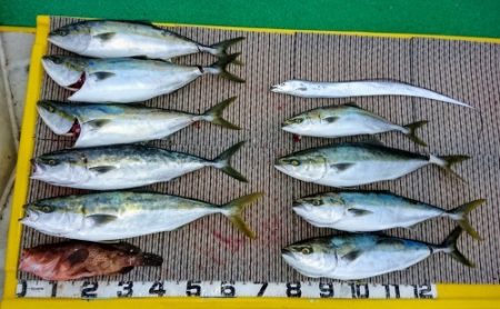 火遠理丸（ほおりまる） 釣果