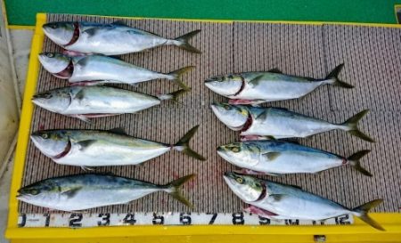 火遠理丸（ほおりまる） 釣果