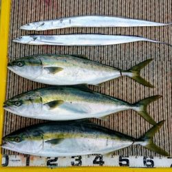 火遠理丸（ほおりまる） 釣果