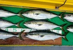 火遠理丸(ほおりまる) 釣果