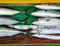 火遠理丸(ほおりまる) 釣果