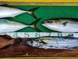 火遠理丸(ほおりまる) 釣果