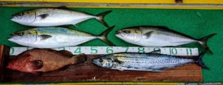 火遠理丸(ほおりまる) 釣果