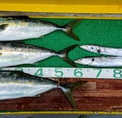 火遠理丸(ほおりまる) 釣果