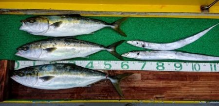 火遠理丸(ほおりまる) 釣果