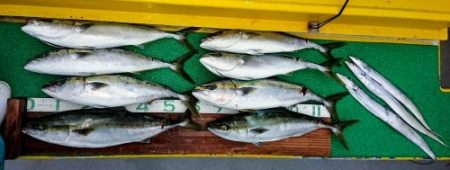 火遠理丸(ほおりまる) 釣果