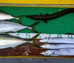 火遠理丸(ほおりまる) 釣果