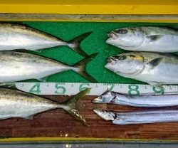 火遠理丸(ほおりまる) 釣果