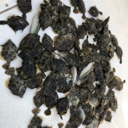 Magic(マジック) 釣果